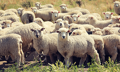 Süße Schafe auf der Weide. Mähhh… Ihre Wolle liefert sehr guten Dämmstoff – nachhaltig und nachwachsend.