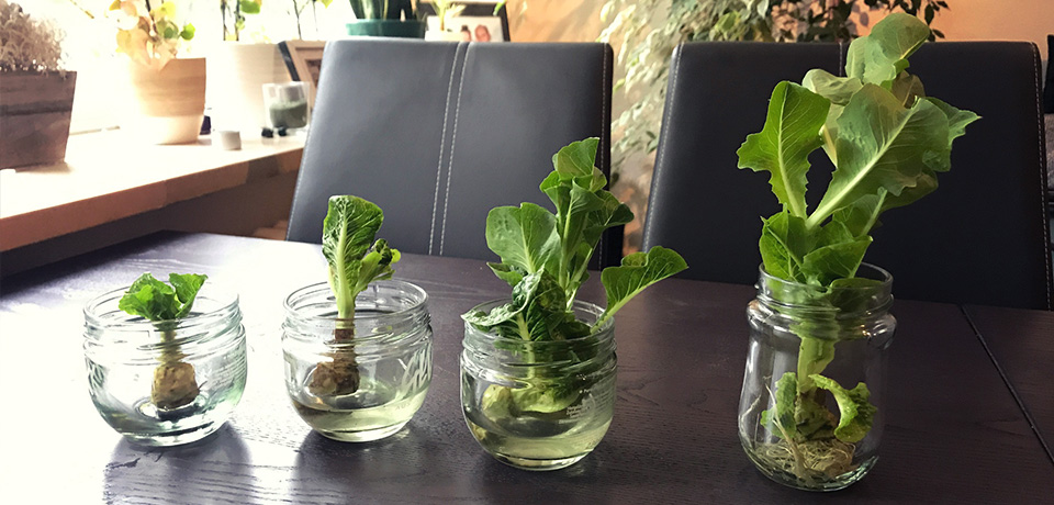 Regrowing von Salat in vier Marmeladengläsern, eingesetzt im Abstand von einer Woche. In der vierten Woche sind die Wurzeln so stark ausgeprägt, dass man den Salat einpflanzen könnte. n 