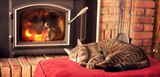 Eine schlafende Katze vor einem brennenden Kaminofen. Kaminöfen sind auch für Niedrigenergiehäuser sehr gut nutzbar. 