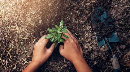 Bild zum Artikel: Urban Gardening und Grünpatenschaften