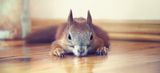 Hier schleicht sich ein freches Eichhörnchen in eine Wohnung und liegt auf der Lauer.