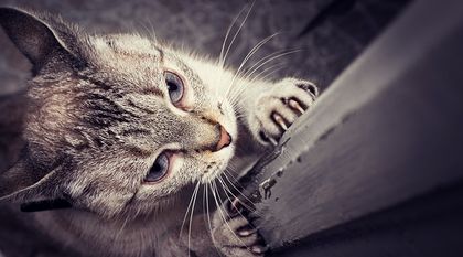 Bild zum Artikel: Auf sanften Pfoten mit scharfen Krallen: Katzen erobern ihre Welt