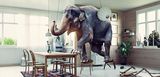 Ein Elefant steigt in einem Esszimmer über Stühle und Hocker auf den Tisch, weil er Angst vor einer Maus hat.