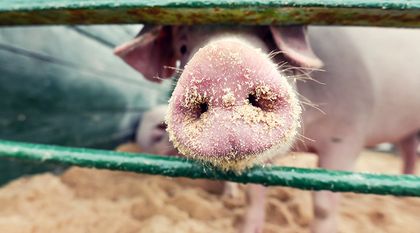 Bild zum Artikel: Gartennutzung – Tiere im Garten