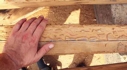 Bild zum Artikel: Holzwurm oder Hausbock erkennen und behandeln