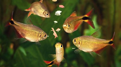 Bild zum Artikel: Aquarium und Wasserbett richtig versichern