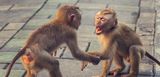 Nachbarschaftsstreit gibt es auch unter Primaten. Wir zeigen Ihnen, wie Sie Streit mit den Nachbarn schnell beilegen können. 