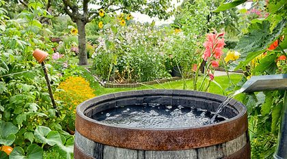 Bild zum Artikel: Klimaschonend gärtnern: Wie Sie Ihren Garten nachhaltig gestalten