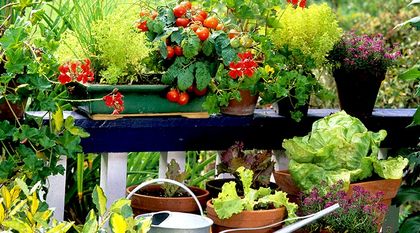 Bild zum Artikel: Naschgarten anlegen: So wird Ihr Balkon oder Garten zum Ernteparadies