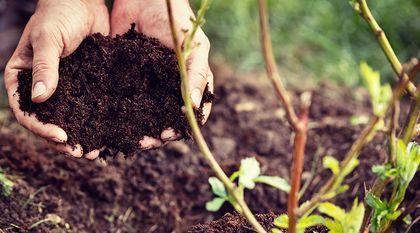 Bild zum Artikel: Gartenplanung – Plötzlich Gartenbesitzer
