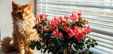 Eine schöne Katze blickt skeptisch auf die Topfazalee. Weiß die Katze, dass alle Pflanzenteile dieser Rhododendronart giftig ist? 