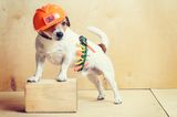 Auch unser nichtmenschlicher Bauarbeiter (Hund mit Bauhelm und Werkzeuggürtel) darf nicht einfach mit den Bauarbeiten beginnen. Auf ihn wartet gründliche Planung, um das Projekt "Altbausanierung" erfolgreich abzuwickeln. 