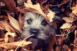 Putziger Hund tollt im Herbstlaub. Was für die einen Spielplatz ist, kann für die anderen eine unberechenbare Unfallursache sein. Wer haftet, wenn man auf Herbstlaub ausrutscht?