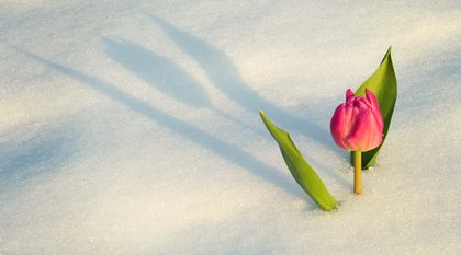 Bild zum Artikel: Eisheilige und Schafskälte – Tipps für junge Triebe und Pflanzen gegen Frost und Kälte 