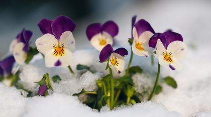 Bild zum Artikel: Balkonpflanzen überwintern: Was bedeutet winterhart?