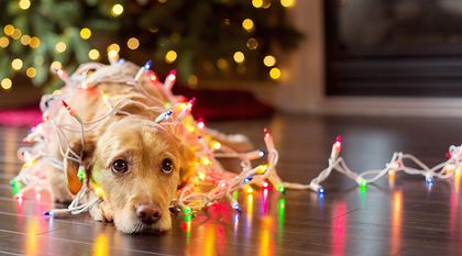 Bild zum Artikel: Brandgefahr durch Lichterketten – Wie Sie Ihre Weihnachtszeit sicher genießen können