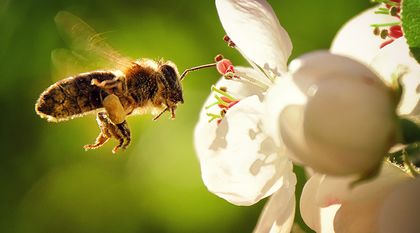 Bild zum Artikel: Tag der Bienen - Glückliche Bienen in der Stadt 