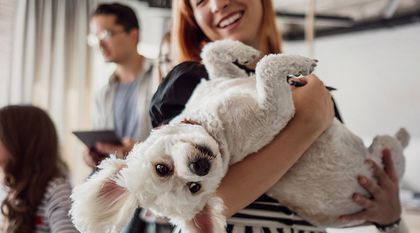 Bild zum Artikel: Hund im Büro – So klappt es mit dem Bürohund!