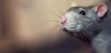 Eine Ratte schnuppert zuversichtlich herum. Aber Ratten gelten als Schädlinge, die Krankheiten verbreiten, Leitungen durchbeißen und sogar Wände durchlöchern. Wir erklären, wie Sie sie nachhaltig vertreiben können. 
