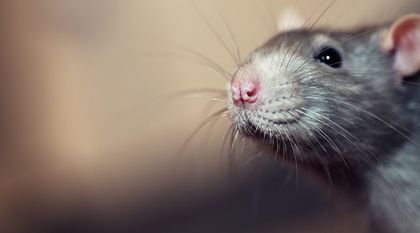 Bild zum Artikel: Ratten im Garten – so werden Sie die Schädlinge los