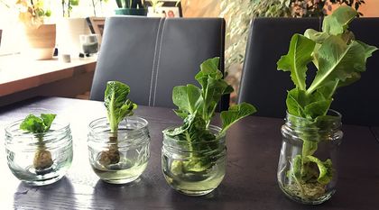 Bild zum Artikel: Regrowing – eine zweite Chance für Gemüse und Salat
