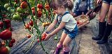 Ein kleines Mädchen in Gummistiefeln hilft ihren Eltern bei der Tomatenernte. Der Garten für Selbstversorger ist für Kinder sehr lehrreich. 