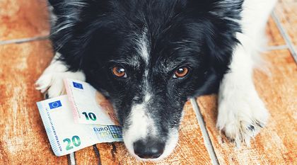 Bild zum Artikel: Wie teuer sind eigentlich Hunde?