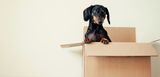 Ein Hund im Umzugskarton. Was passiert mit der Hausratversicherung, wenn man umzieht?