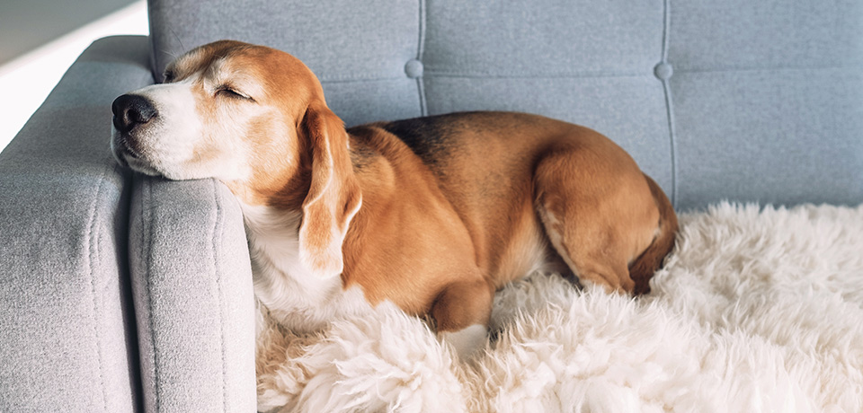 Hund schläft auf Couch und fühlt sich wohl! Die Raumtemperatur ist für ihn richtig.