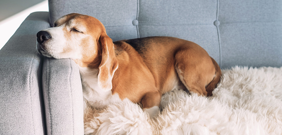 Waldi hat seine Wohlfühltemperatur. Hund schläft auf Couch und fühlt sich wohl! Die Raumtemperatur ist für ihn richtig.