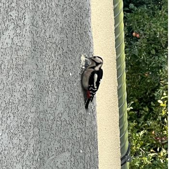 Buntspecht hackt Löcher in die Hausfassade