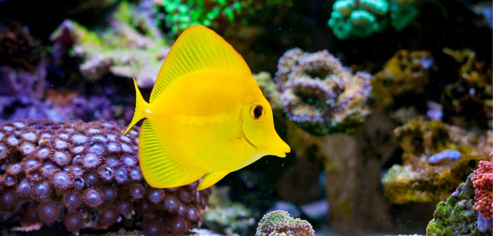 Gelber Tropenfisch schwimmt vor bunten Korallen in einem Aquarium.