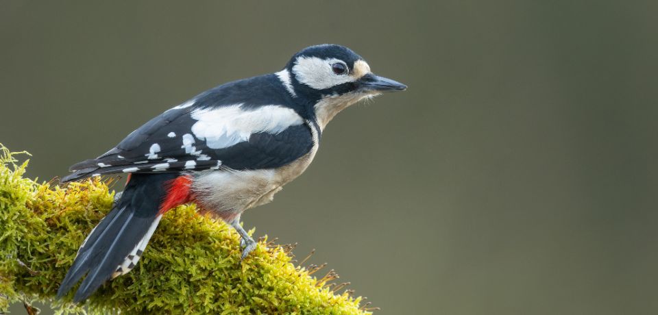Ein Buntspecht-Weibchen sitzt auf einem bemoosten Baumstamm. Der Vogel ist seitlich zu sehen, der Hintergrund ist unscharf.