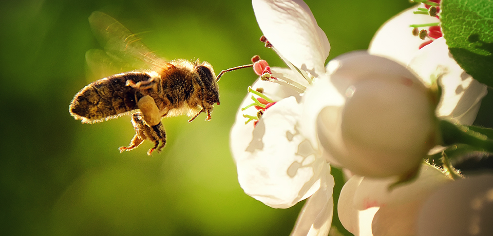 Eine Honigbiene fliegt auf eine große weiße Apfelblüte  zu. Am Beinchen trägt sie ihr Pollensäckchen.  