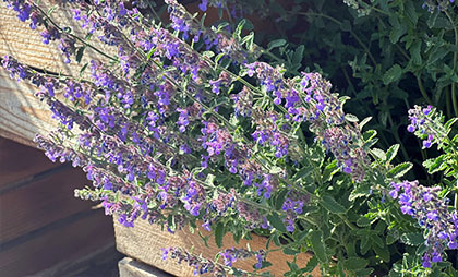 Lilafarbene, bienenfreundliche Katzenminze auf dem Balkon.