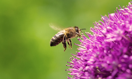 Bienenfreundlicher lila Zierlauch.