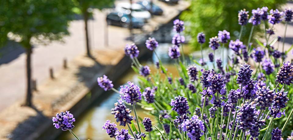 Bienenfreundliches Lavendel auf dem Balkon.