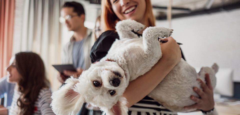 Mitarbeiter spielen mit Bürohund - alle sind glücklich.