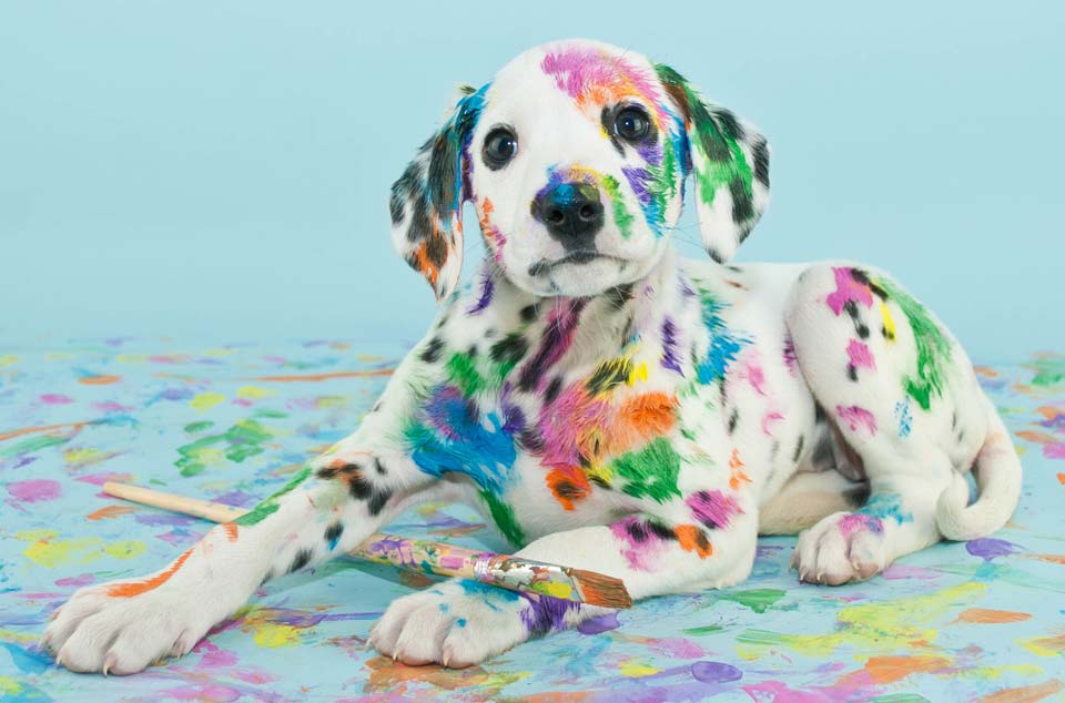 mit bunten farbtupfern übersähter weißer Baby-Dalmatiner mit Pinsel. Bunte Wände.