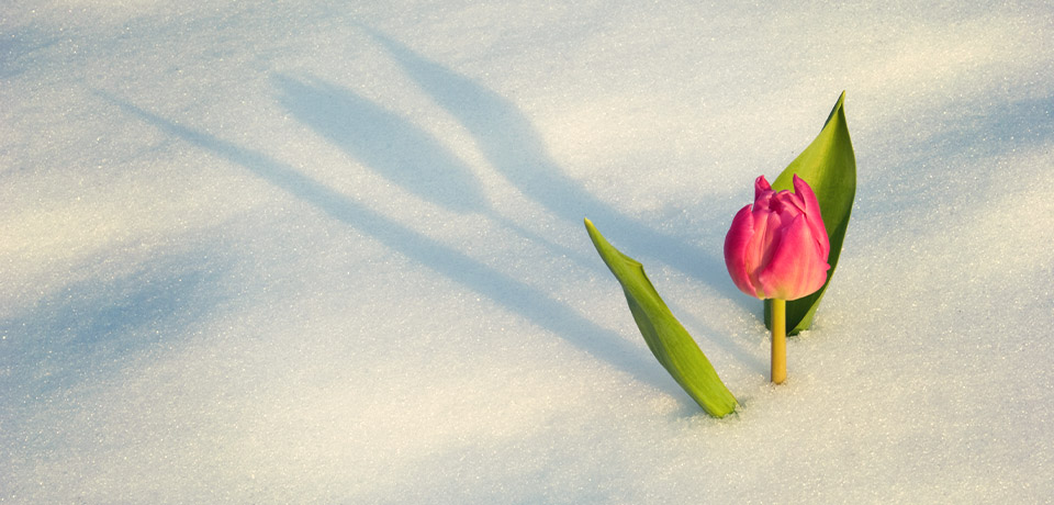 Eine Tulpe ist eingeschneit. Wo gestern noch die alles blühte, liegt heute eine dicke Schneedecke darüber. Das kann im Mai während der Namenstage der Eisheiligen durchaus passieren. 