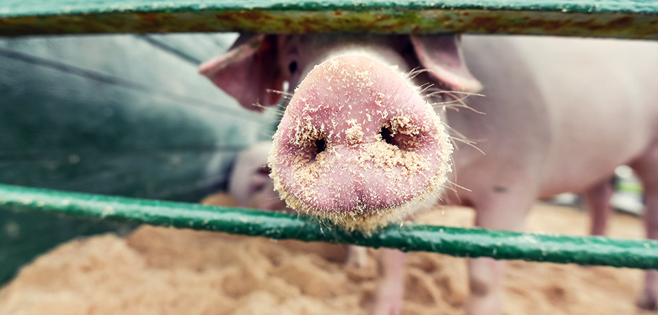 Schweinchen steckt Schnauze durch grünes Gatter.