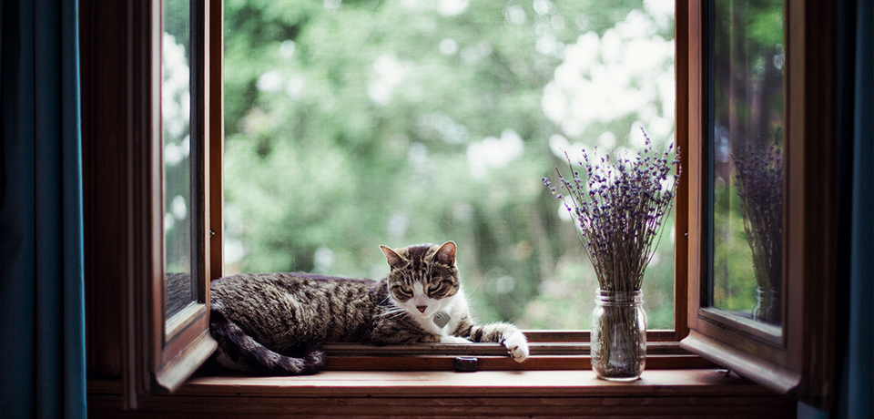 Grobe Fahrlässigkeit – das unterschätzte Risiko. Ein offenes Fenster und eine Katze liegt auf der Fensterbank. Ein schönes Bild. Aber auch eine Einladung für unwillkommene Gäste. Daher sollte das Fenster bei Verlassen des Hauses immer geschlossen sein. 