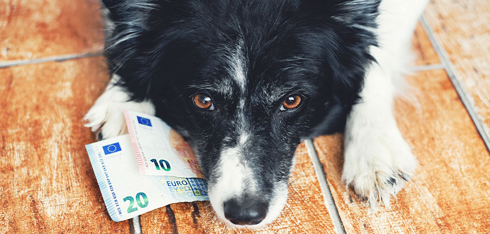 Ein treuer Hund, ein paar Geldscheine. Ein Hund kostet im Unterhalt etliche 1000 Euro.  