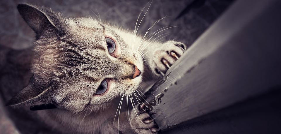 Eine getigerte Katze wetzt die Krallen an einer türkante. Sie ist hochkonzentriert und hört auf ihr Inneres. Gut dass Schäden durch die Katze von der Privathaftpflicht abgesichert ist. 