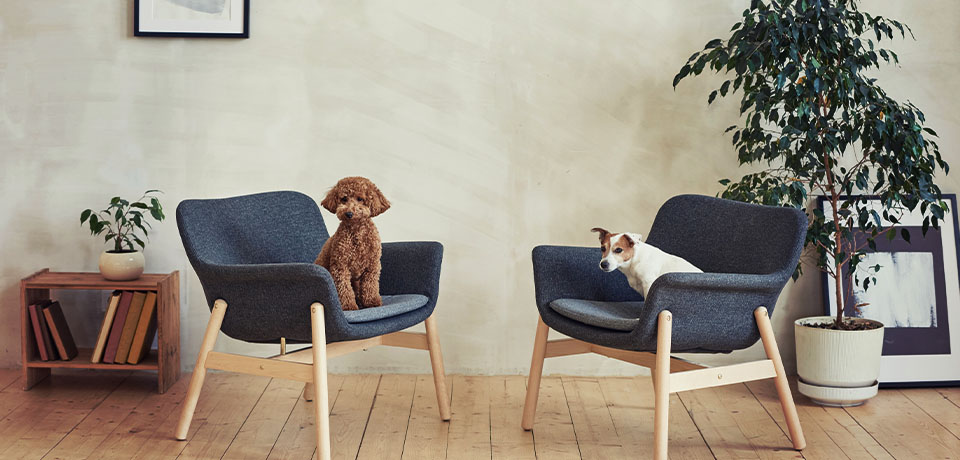 Zwei kleine Hunde sitzen auf den einzigen Sesseln im minimalistischen Wohnzimmer. Wir wissen nicht, was unsere Haustiere zu diesem Wohntrend sagen. 