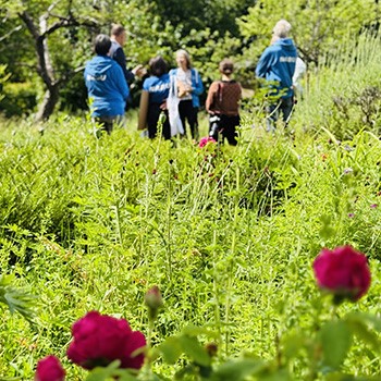 Naturnah gestalteter Garten