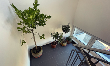 Pflanzen im Treppenhaus nur mit Absprache.