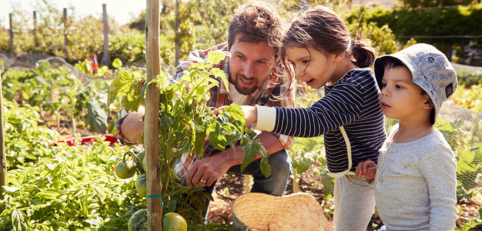 Perma-Kultur, der nachhaltige Garten: Vater zeigt Kindern das wachsende Gemüse.