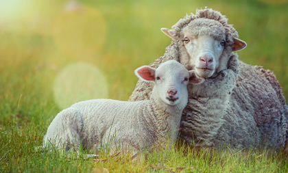 Schafskälte: Geschorene Schafe können im Juni noch mal richtig frieren